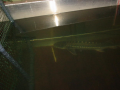 Sturgeon in the Flume for Passage Study
